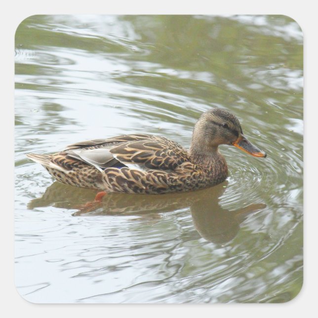Young Mallard Duck - Roath Park Lake, Cardiff, UK Square Sticker (Front)