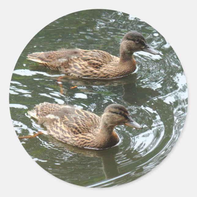 Young Mallard Ducks Classic Round Sticker (Front)