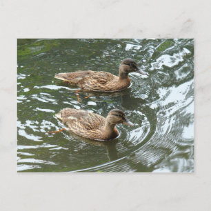 Young Mallard Ducks Postcard
