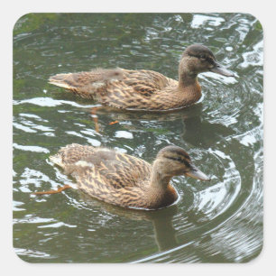 Young Mallard Ducks Square Sticker