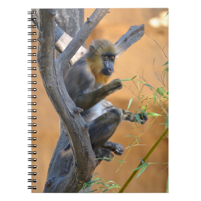 Young mandrill sitting in a tree   notebook (Front)