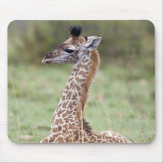Young Masai Giraffe (Giraffa camelopardalis Mouse Pad