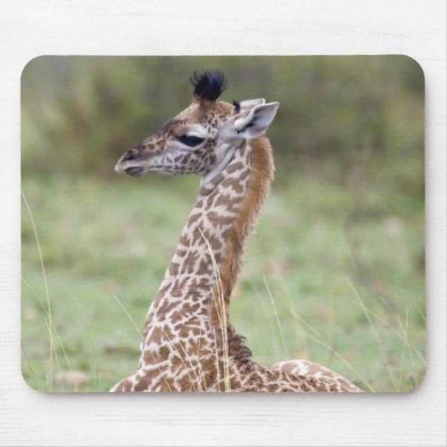 Young Masai Giraffe (Giraffa camelopardalis Mouse Pad (Front)