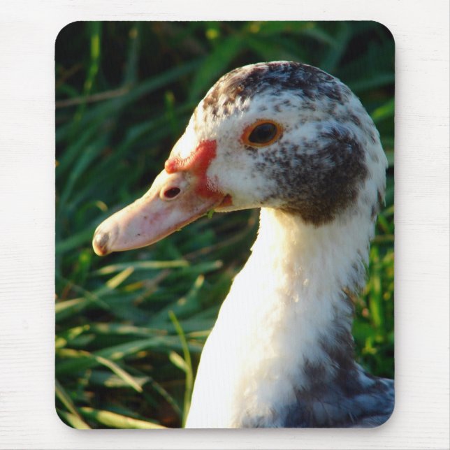 Young Muscovy Hen Duck Mouse Pad (Front)