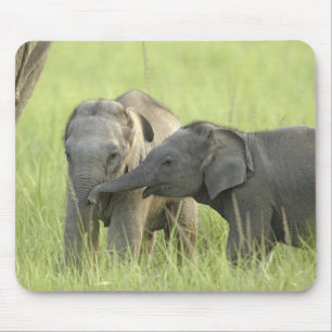 Young ones of Indian / Asian Elephant Mouse Pad