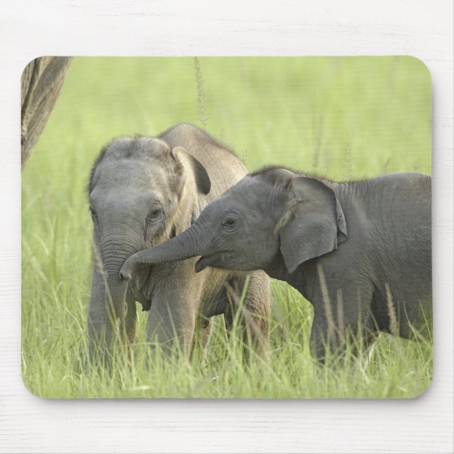 Young ones of Indian / Asian Elephant Mouse Pad (Front)