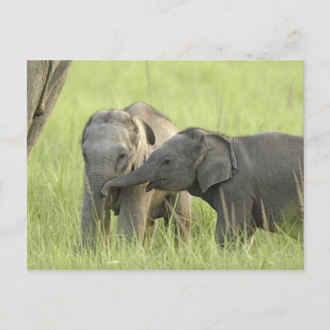 Young ones of Indian / Asian Elephant Postcard (Front)