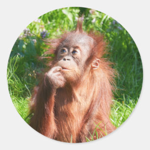 Young Orangutan Deep in Thought Classic Round Sticker