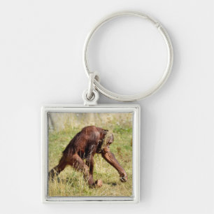 Young orangutan walking on grass   keychain