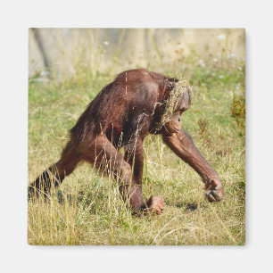 Young orangutan walking on grass    magnet