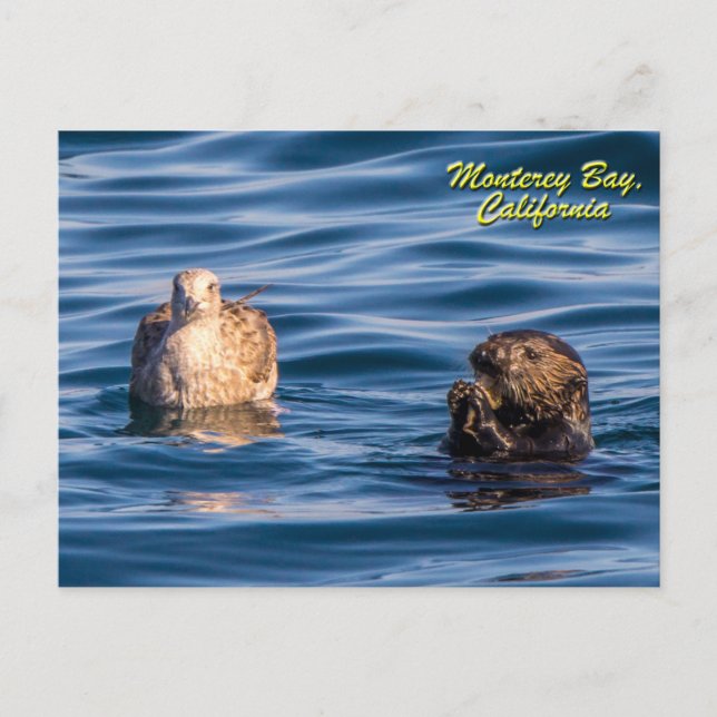 Young Otter-Monterey Bay, California Postcard (Front)