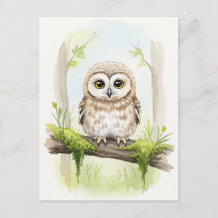 Young Owl Baby Wild Animals Postcard