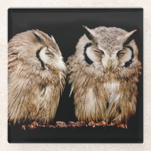 Young Owlets Glass Coaster