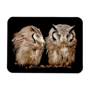 Young Owlets Magnet