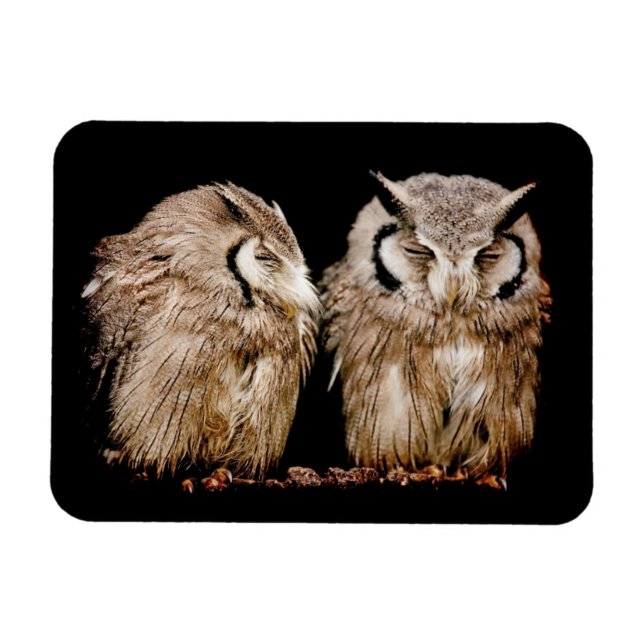 Young Owlets Magnet (Horizontal)