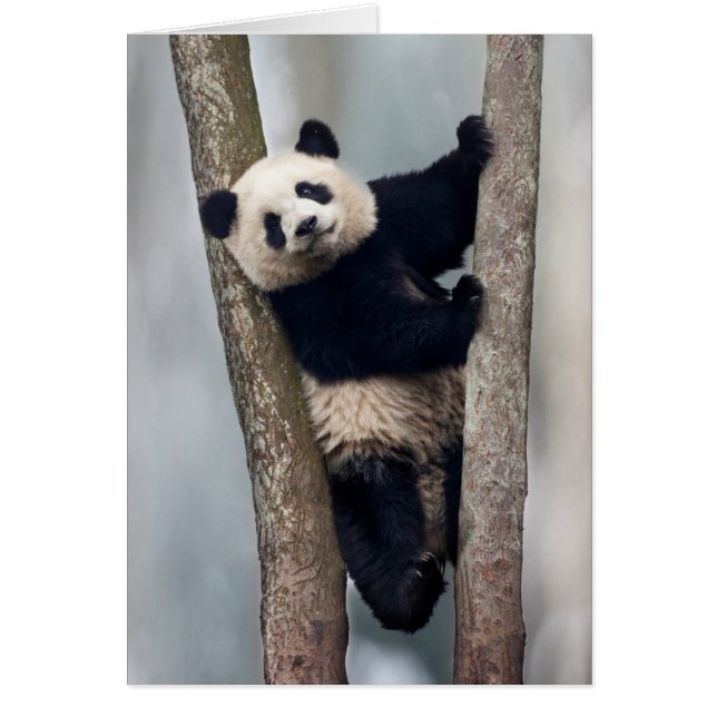 Young Panda climbing a tree, China (Front)
