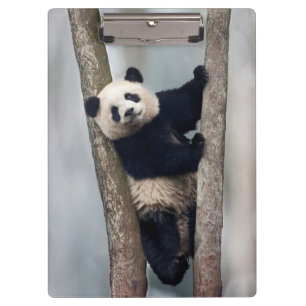 Young Panda climbing a tree, China Clipboard