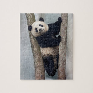 Young Panda climbing a tree, China Jigsaw Puzzle