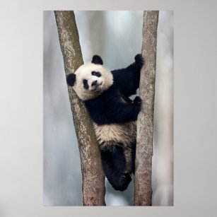 Young Panda climbing a tree, China Poster