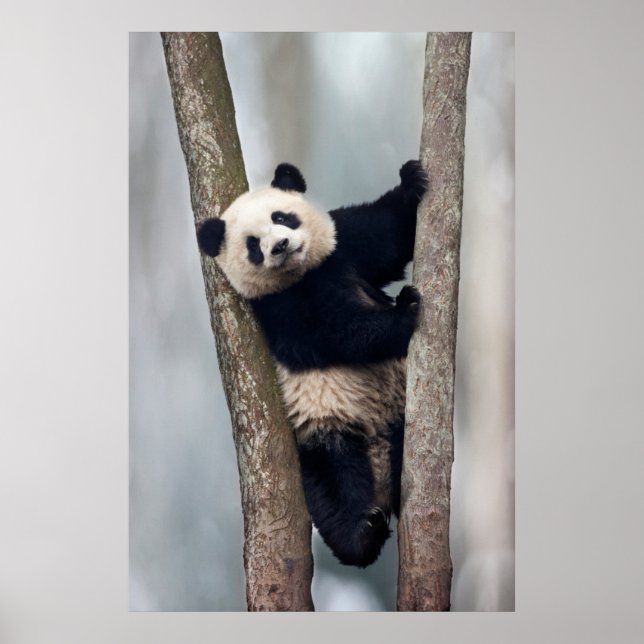Young Panda climbing a tree, China Poster (Front)