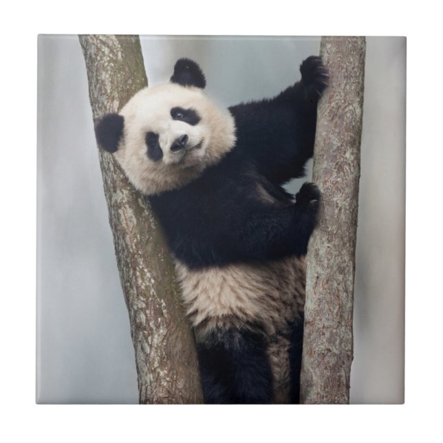 Young Panda climbing a tree, China Tile (Front)