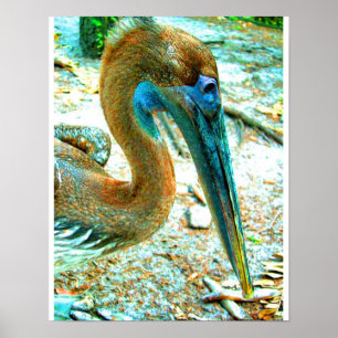 Young pelican head shot, high saturation colour poster