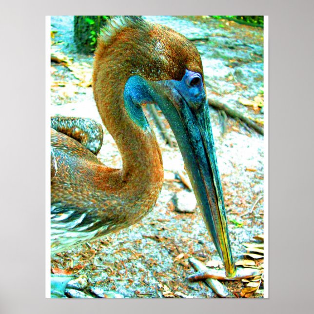 Young pelican head shot, high saturation colour poster (Front)