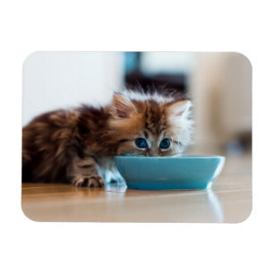 Young Persian Kitten Magnet