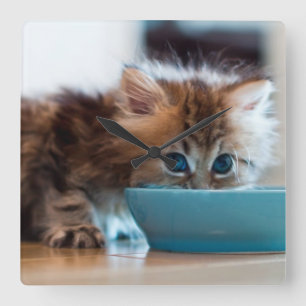 Young Persian Kitten Square Wall Clock