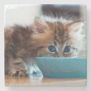 Young Persian Kitten Stone Coaster