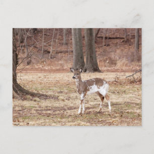 Young piebald deer holiday postcard