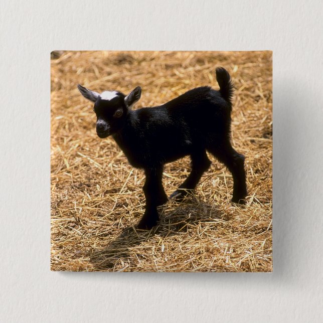 Young Pigmy Goat 2 Inch Square Button (Front)