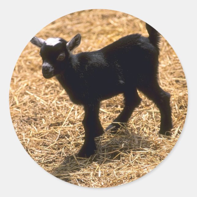 Young Pigmy Goat Classic Round Sticker (Front)