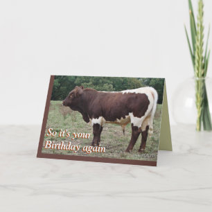 Young Pinzgauer Bull- customize any occasion Card