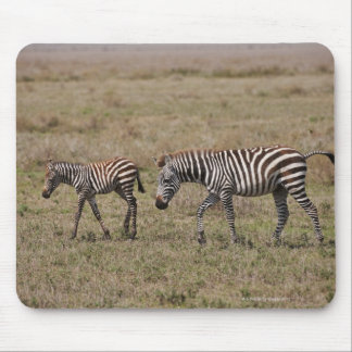 young Plains Zebra with mother, Equus quagga, Mouse Pad