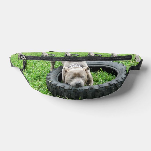 Young Playful Staffordshire Bull Terrier,  Fanny Pack (Lay Down)