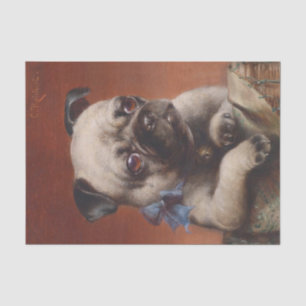 Young Pug by Carl Reichert Tissue Paper