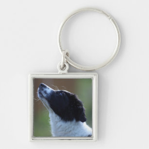 young pup Border Collie Keychain