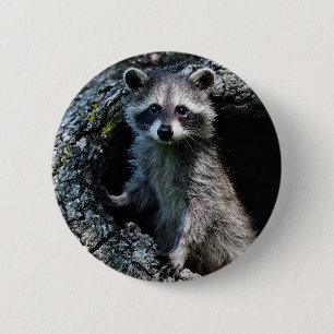 Young Raccoon 2 Inch Round Button