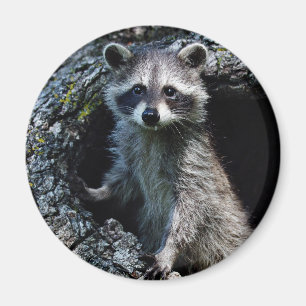 Young Raccoon Magnet