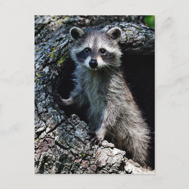 Young Raccoon Postcard (Front)