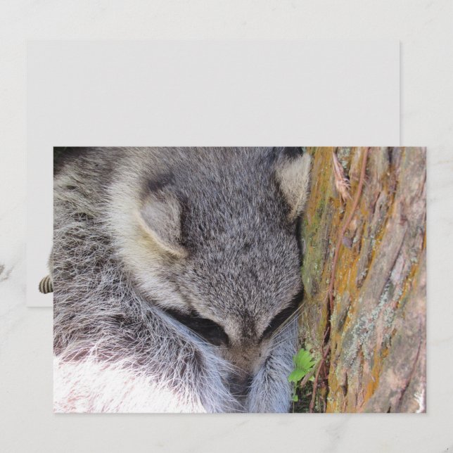 Young Raccoon Sleeping Flat Card (Front/Back)