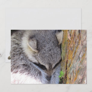 Young Raccoon Sleeping Flat Card