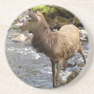 Young Red Deer on River Coaster