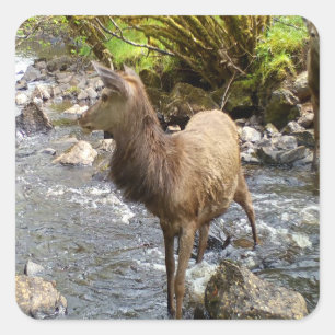 Young Red Deer Square Sticker