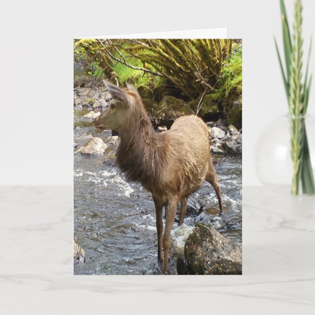 Young Red Deer Stag Standing in River Serene Scene Card (Front)