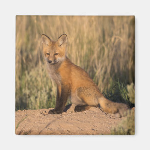 Young Red Fox at Golden Hour Magnet