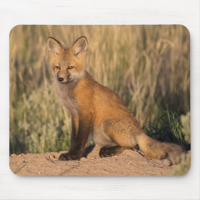 Young Red Fox at Golden Hour Mouse Pad (Front)