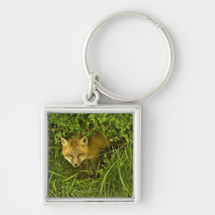 Young Red Fox coming out from hiding in bushes Keychain