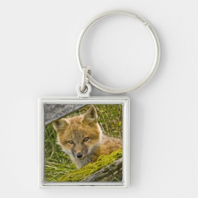 Young Red Fox looking through fence on San Juan Keychain (Front)